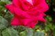 czerwona-roza-Fot.MM_